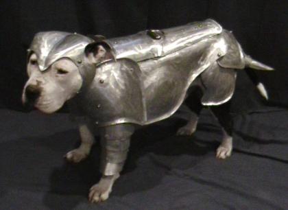 pitbull in armor